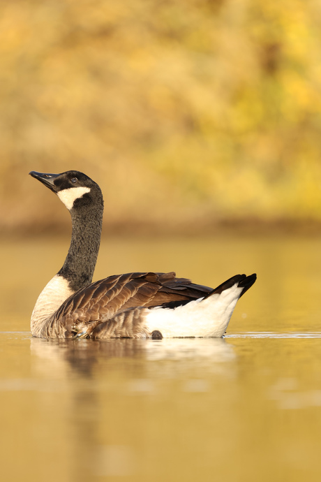 Grote Canadese Gans. 