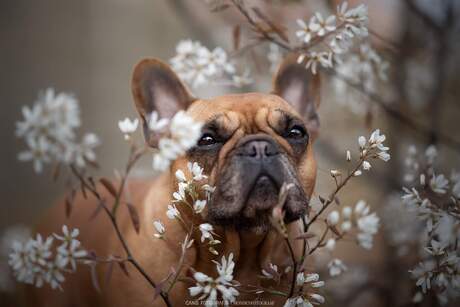 Amelanchier