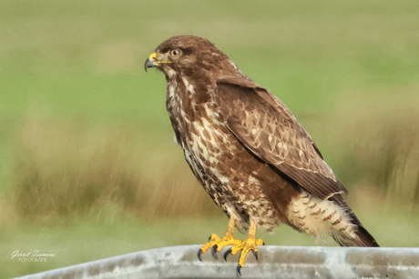 Buizerd