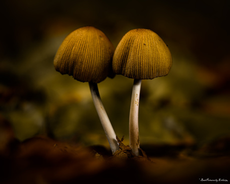 Stelletje Inktzwammen