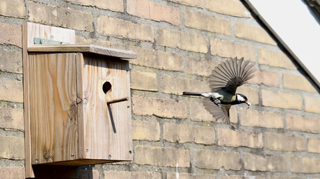 Koolmees vliegt uit nestkast 