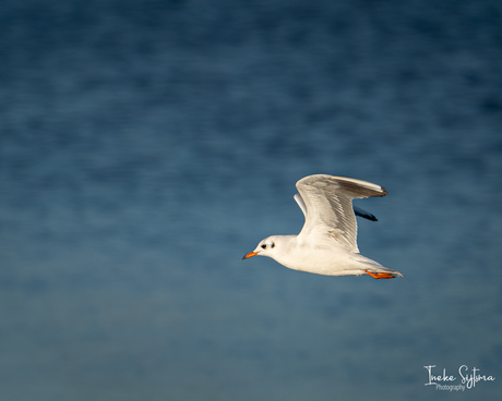 Kokmeeuw in vlucht 