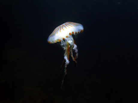 Kompaskwal