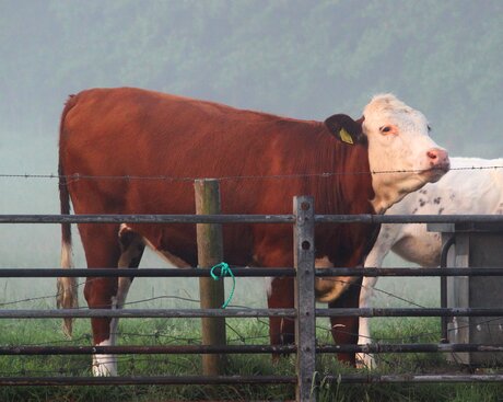 Vache(s) en ce matin brumeux.