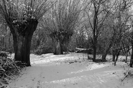 bomen in de winter