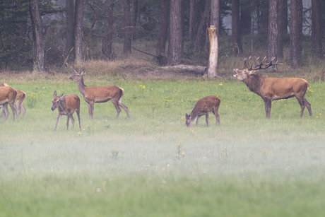 Bronst op de Veluwe 