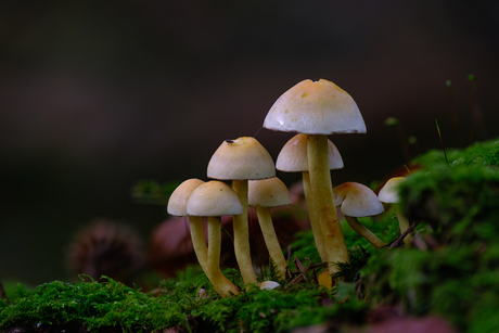 Paddenstoelen tijd