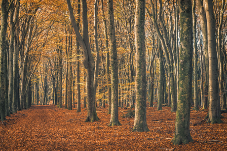 Herfst in Speulderbos.