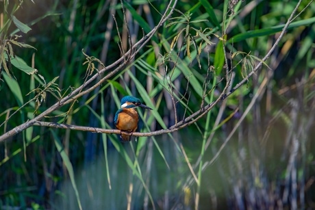 Ijsvogel