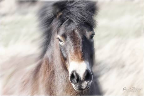 Exmoor pony