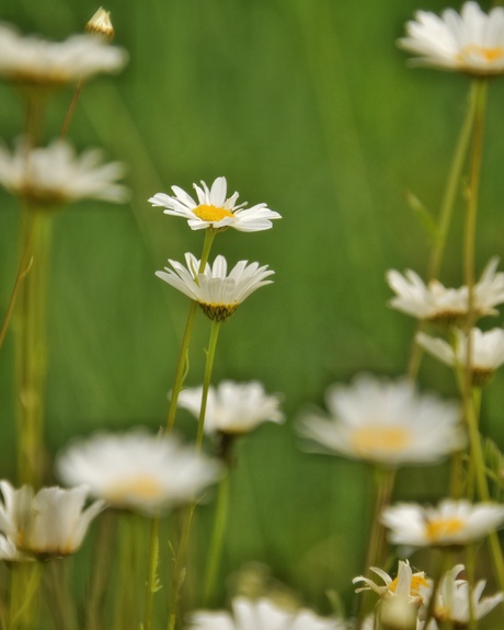 Margrietjes 