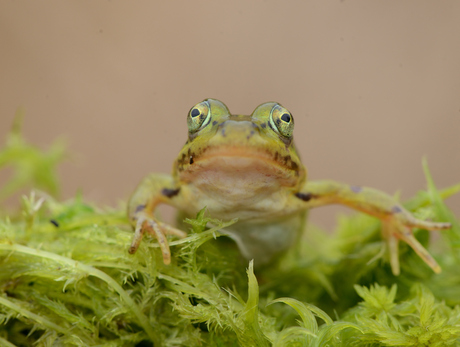 frog