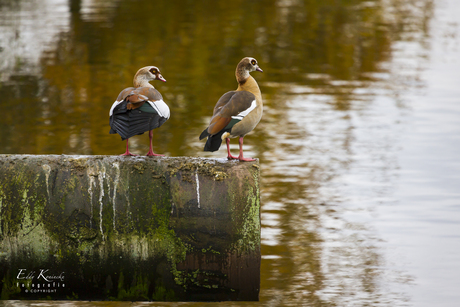 Gans of toch weer niet! 