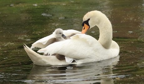 Veilig onder moeders vleugels 