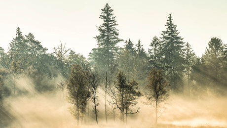 Mist en zonneharpen 