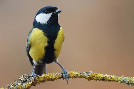 Close up vogels