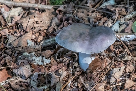 Berijpte russula