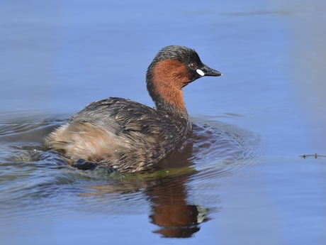 Dodaars in broedkleed..