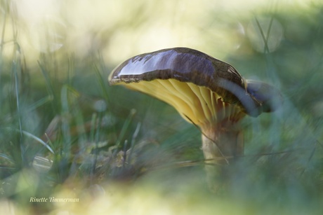 Paddenstoeltje in de ochtendzon