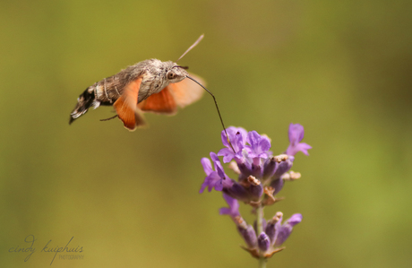 Kolibrievlinder.