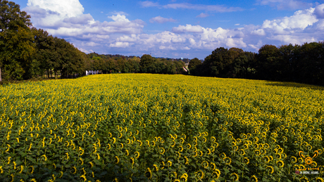 Zonnebloem