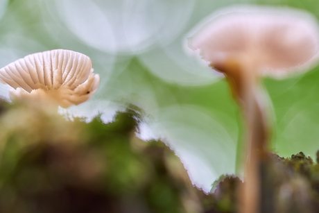 Paddenstoel met bokeh bollen