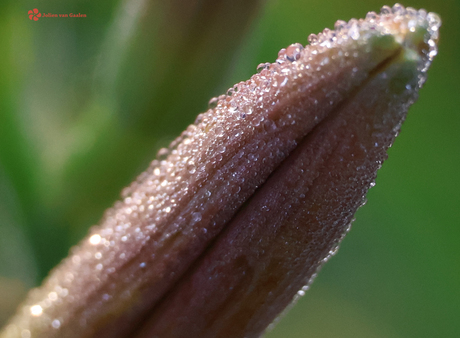 Van de regen in de drup voor deze lelie in de knop...