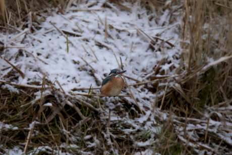 Ijsvogel tussen het bevroren riet.