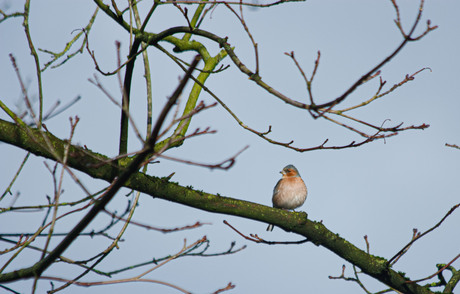 foto 2 vink