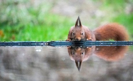 spiegelen