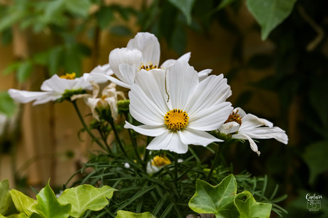 Macro