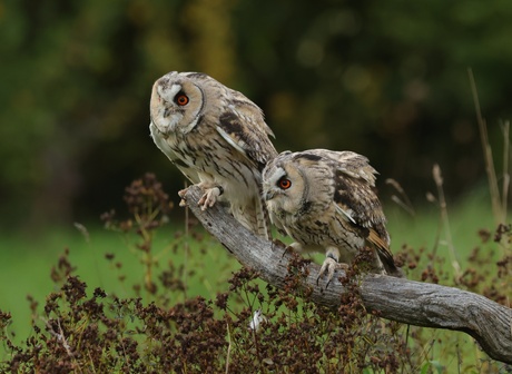 Ransuiltjes samen op een tak