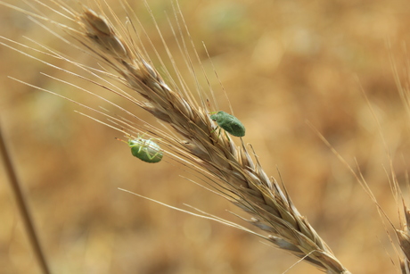 Insecten