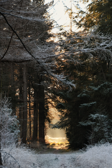 Winter in het bos