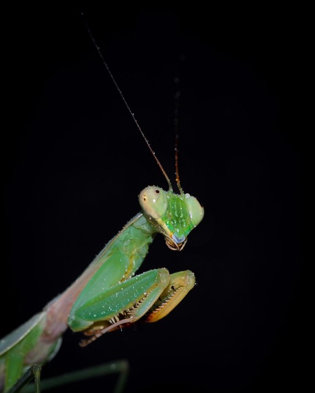 Praying mantis