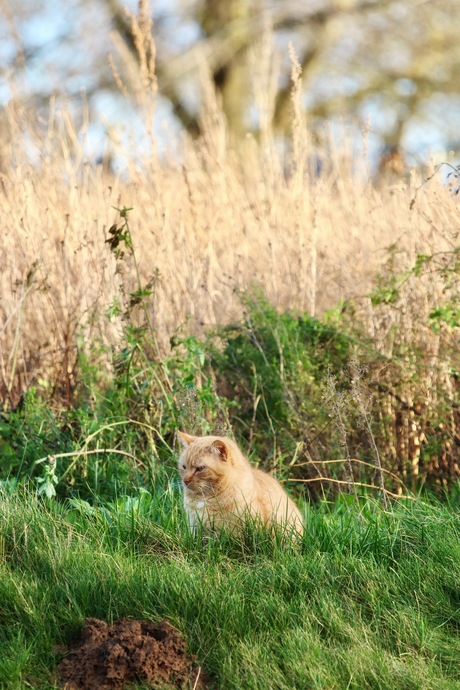 Kat in het gras