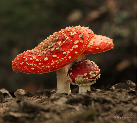 Schuilen onder moeders paraplu