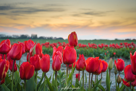 Tulpen