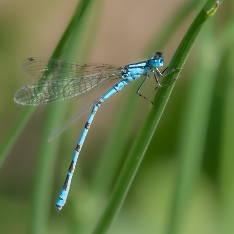 Blauwe juffer