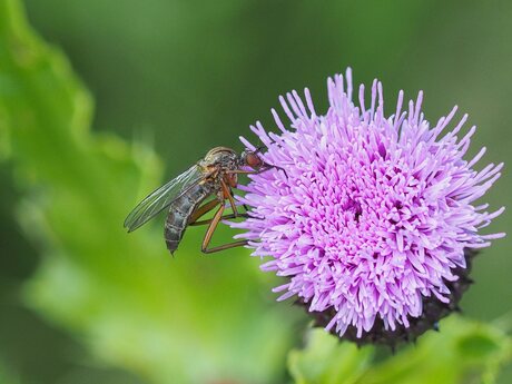 Akkerdisteldansvlieg