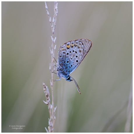 Heideblauwtje
