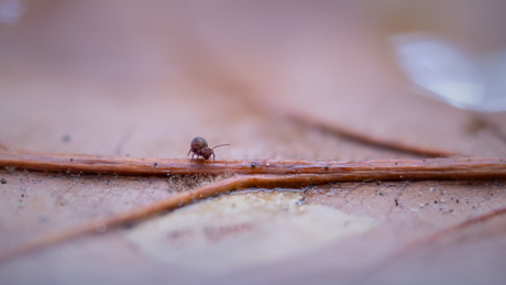 Kleine hindernis