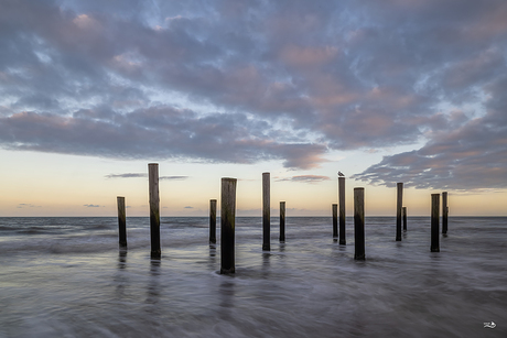 De meeuw en de palen