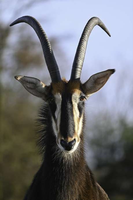 Sabelantilope