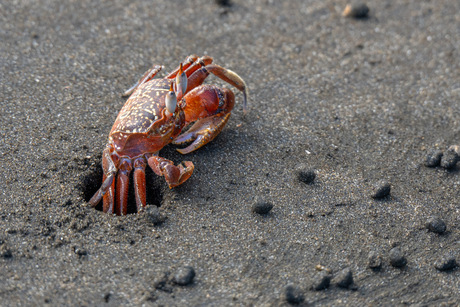 ogen als of op steeltjes