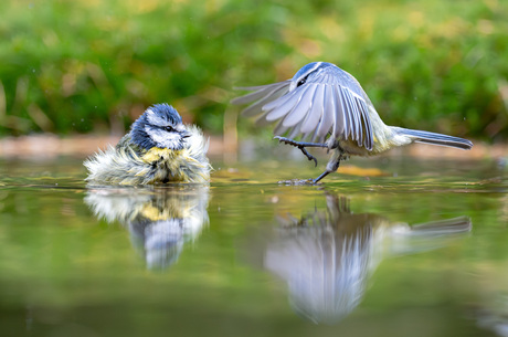 Twee Badderende Pimpelmeesjes