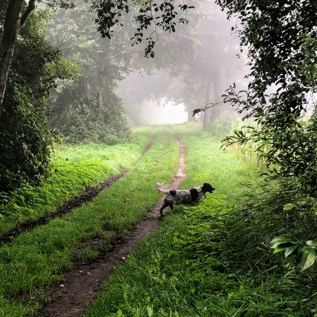 Hond in de mist