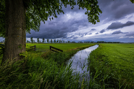 Puur