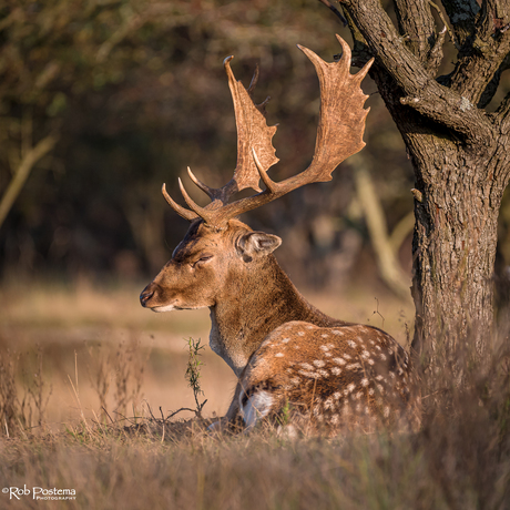 Bronst Waterleidingduinen