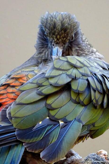 Kea